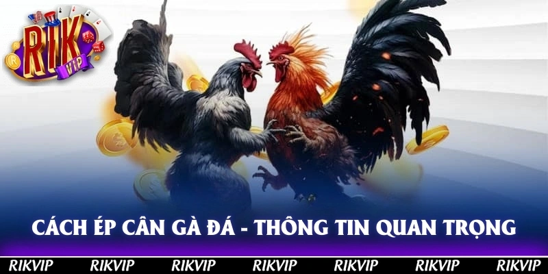 Cách Ép Cân Gà Đá - Thông Tin Quan Trọng Cho Các Sư Kê