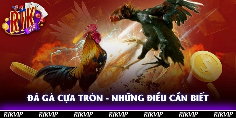Đá Gà Cựa Tròn - Những Điều Cần Biết Trước Khi Đặt Cược