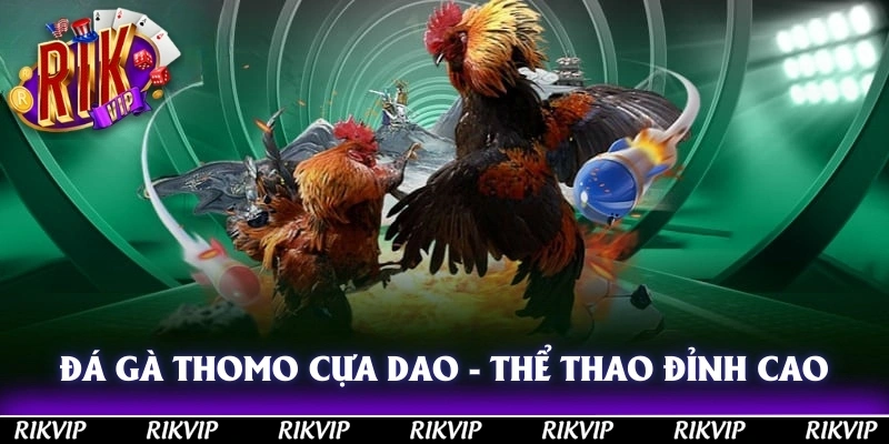Đá Gà Thomo Cựa Dao - Thể Thao Đỉnh Cao Của Giới Chơi Gà