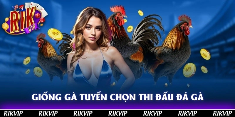 Giống gà tuyển chọn để tham gia thi đấu đá gà tại nhà cái